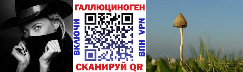 Псилоцибиновые грибы MAGIC MUSHROOMS МЕГА маркетплейс Чаплыгин